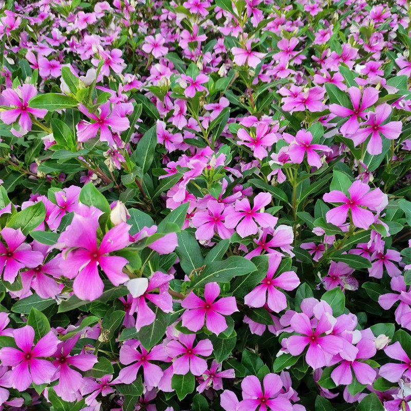 长春花种子四季开花易活花种籽子庭院室外阳台盆栽花籽四时春种子