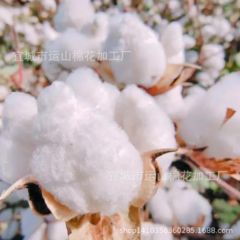 新疆棉花 长绒棉 皮棉 厂家大量生产皮棉批发-阿里巴巴
