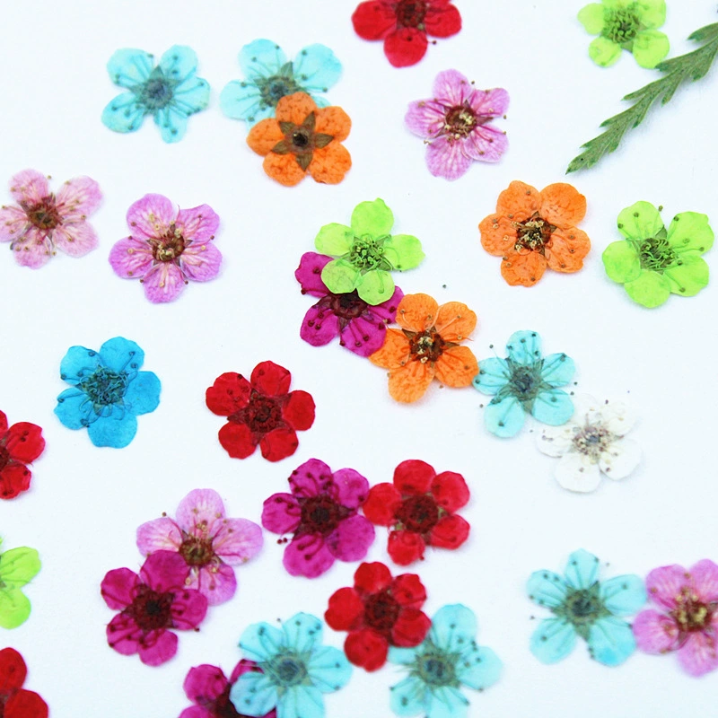 Маленький нарцисс маленький цветок сливы