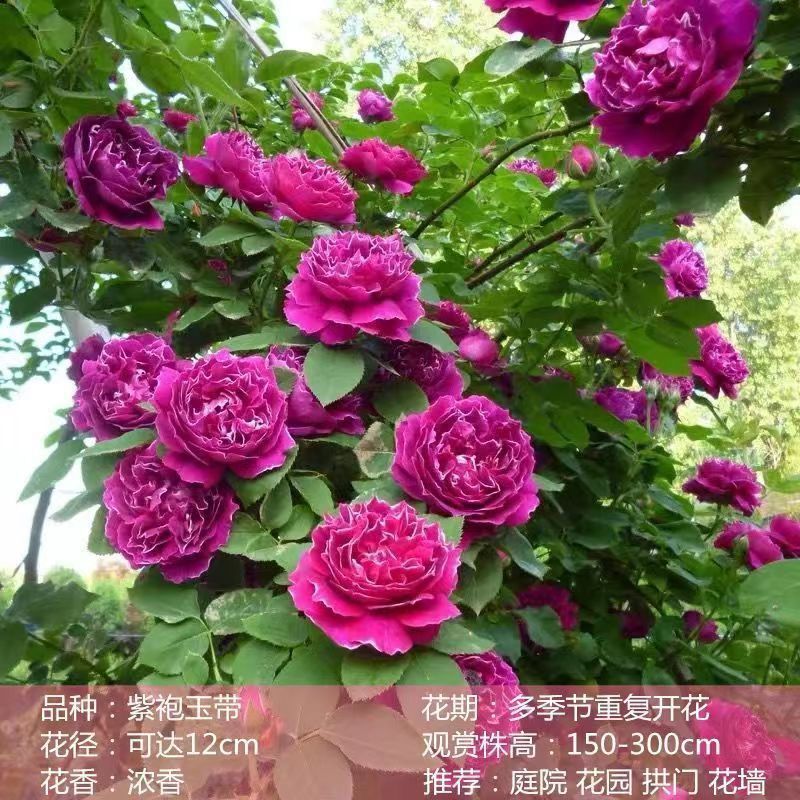 Flores de gran pila de rosas de rosa de temporada vieja, plantas de patio fragrantes, flores de balcón, flores de flores de rosa de rosa en todas las estaciones image 22