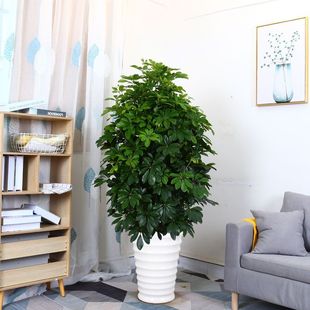 Indoor Flower Potted Duck Foot Wood Green Plant Aesculus Duck Foot Wood Zodiac Tiger Lucky Plant Easy to Grow and Purify the Air