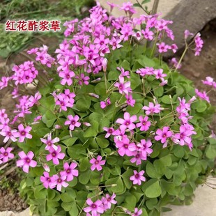 ���{�ݷN�����~�m�{���绨�N���������̨�ļ��_���ܴם{����ֲ��