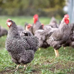 ����J���u���u�缃�N�J���u��Ó�������uС�u�������ĸ�u