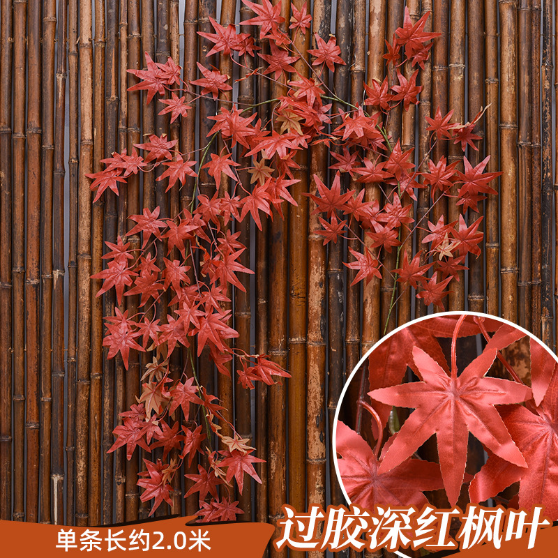 접착된 Xiangshan 붉은 단풍나무 와이어 등나무