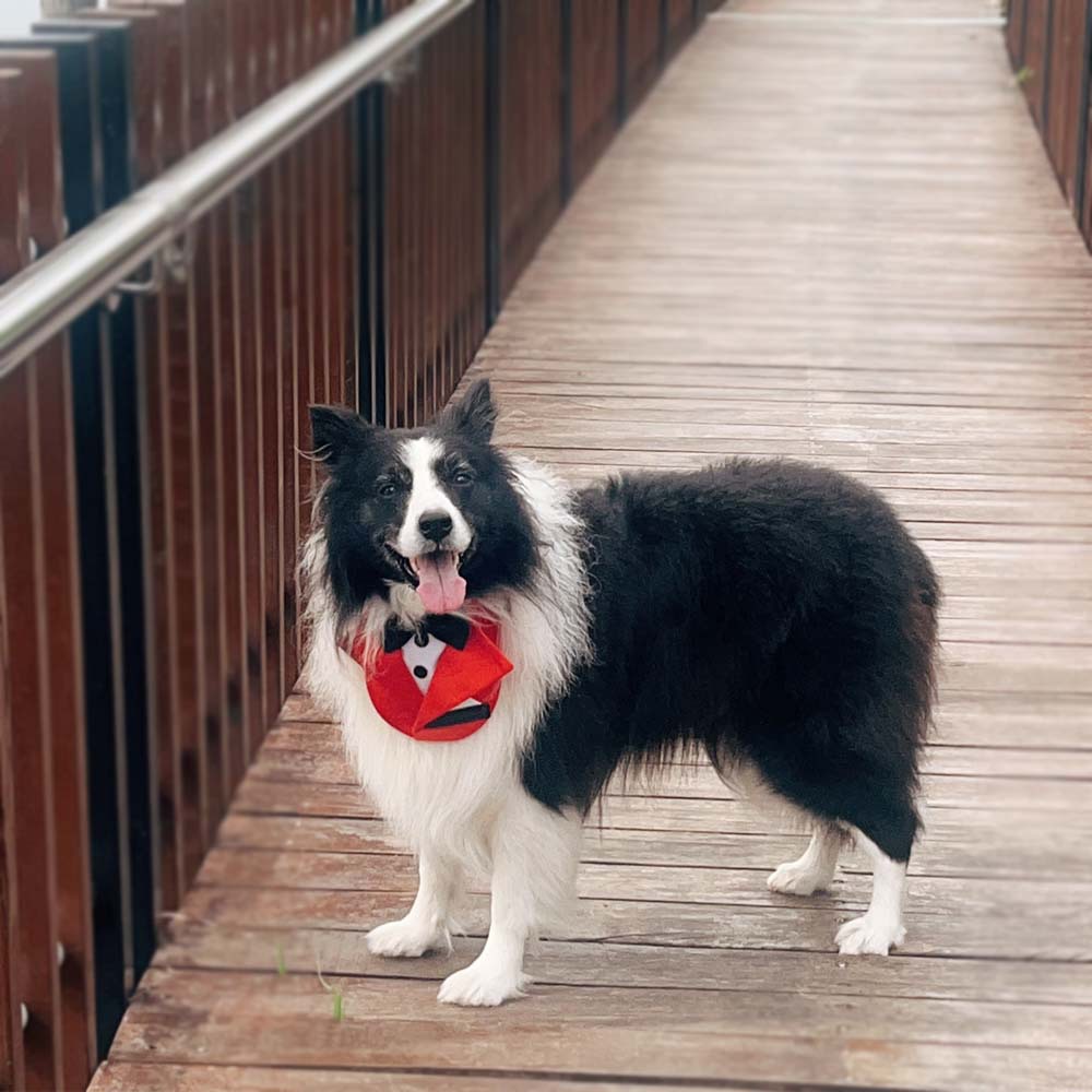 Tanpopo toallas para mascotas, toallas de saliva, bufandas para perros medianas y grandes, trajes, toallas para perros, toallas para bodas, toallas para perros