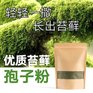 Moss, Moss Plant Seeds, Water-Absorbing Water Stone Potted Rockery Basin Paving Micro-Landscape Spore Powder, Fresh All Year Round