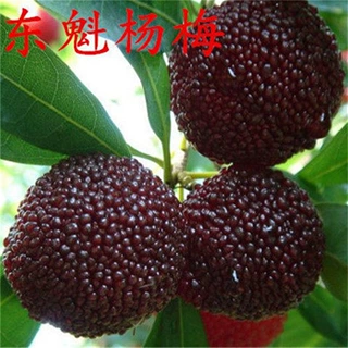 嫁接东魁杨梅树树苖黑高峰杨梅苖南北方种植盆栽果树苖当年结果