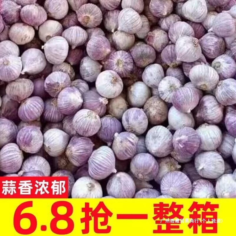 Yunnan Purple-Skin Single-Head Garlic 2.5kg Fresh Wet Garlic, Sweet and Sour Single-Head Garlic, High-Quality Dried Garlic, New Garlic Vegetables Yunnan Purple-Skin Single-Head Garlic 2.5kg Fresh Wet Garlic, Sweet and Sour Single-Head Garlic, High-Quality Dried Garlic, New Garlic Vegetables