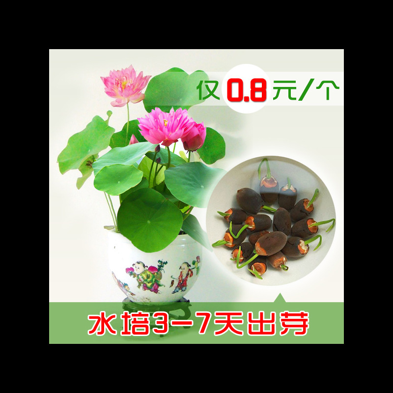 荷花籽四季种碗莲水培植物种子室内盆栽荷花睡莲缸碗莲花盆栽种籽