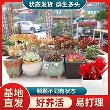 小美女多肉植物 小美女多肉植物品牌 图片 价格 小美女多肉植物批发 阿里巴巴