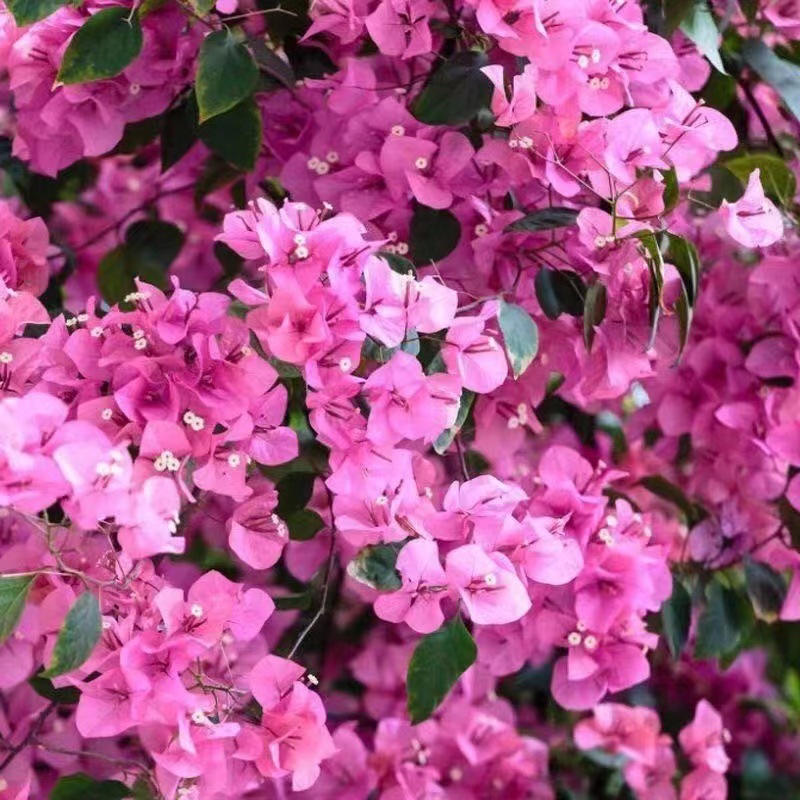 El diamante rosa