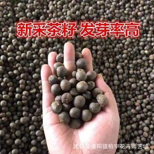 羳؛²ͲNӼtͲNܛ֦ͲNӾGN