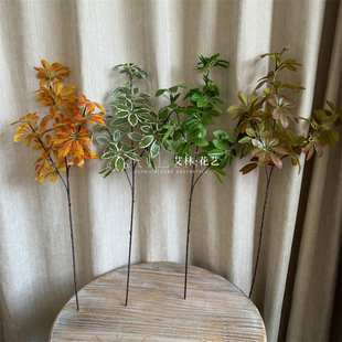 ����Gֲ����ľ���~�żٻ�ɭϵ��Y�����b��~���쾰�G�����_��צ