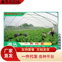 南方沃柑苗 沃柑苗 贵州沃柑苗 广西沃柑苗 重庆沃柑苗木批发