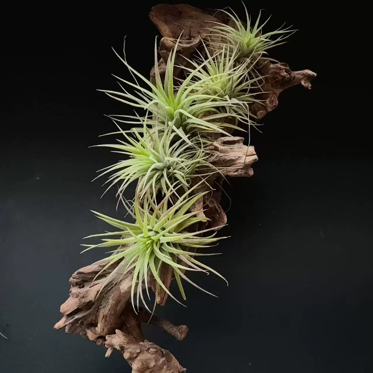 Рупала рассада, оптовые воздушные анансы напрямую с питомника, беспочвенные растения для ленивого выращивания зелени