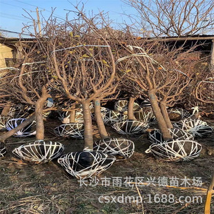 Wholesale Cherry Blossom Trees with Diameters of 3Cm-5-8-10-12-15Cm, Japanese Evening Cherry Blossom Seedlings, Early Cherry Blossom Specifications