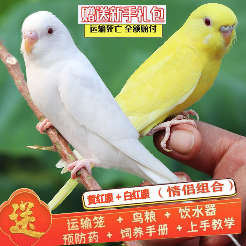 부자 노란색과 빨간색 눈 + 흰색과 빨간색 눈 (Bao Xue Talking) 커플 매칭