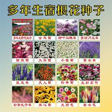 多年生野花组合种子金鸡菊五彩石竹天人菊黑心菊四季七彩花海种籽