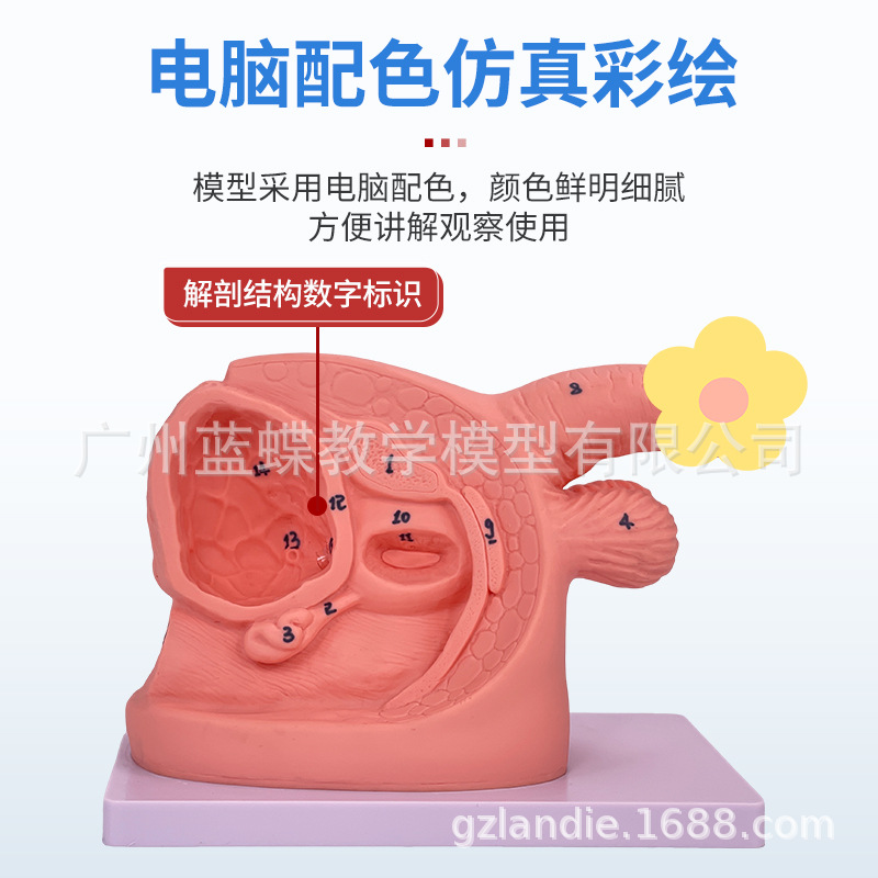 ��Ů��������ֳ�����ʵ���ֱ����ϰģ�ͽ�ѧ��������������ֳϵͳ