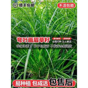 ���òݮ�ü�ݷN���ѵͰ����ļ����N��ƺ����С�^���@ͥԺ�G������