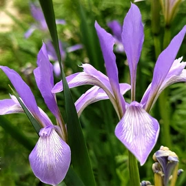 种子;一二年生花卉