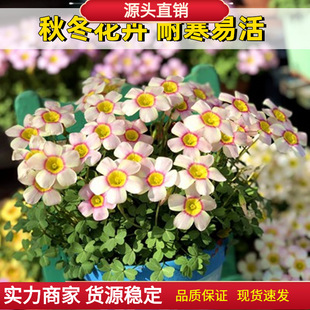 �t��ը�u�����~����ɫ�N���m�{�ݷN�����\��ͥԺ����ֲ���҃�