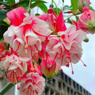 Double-Flowered Hanging Bell Flower Potted Seedlings Indoor Green Plant Lantern Flower Potted Seedlings Bellflower Hanging Bell Flower Blooms All Seasons