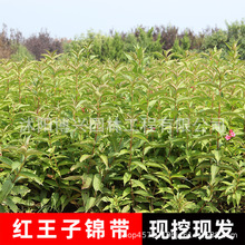 红王子锦带苗基地批发园林观赏绿蓠植物耐寒锦带花卉庭院工程用苗