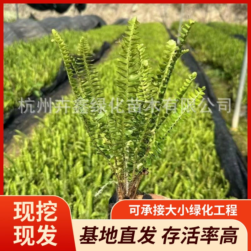 Оптовая продажа больших количеств папоротников и риб-граста различных размеров для озеленения парков и общественных территорий.