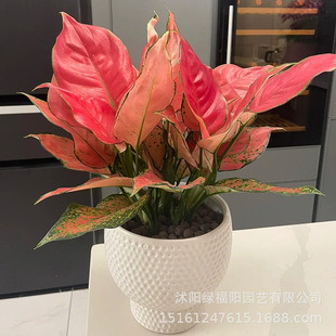 �����t����ʺ��k���҃�����С�����ļ����B�Gֲ�������ȩ����