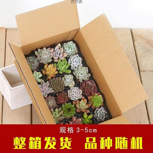 Succulent Small Potted Plant Wholesale Set Succulent Combination Peach Egg Jade Dew Green Plant Flower Gardening Factory Cross-Border Wholesale