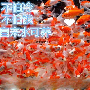 С���~���l���~�^�p�~С���l�\���\�a��ɫ�t�����^���T�ʹ��l