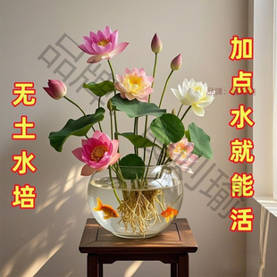 ɏN߲ɫˮ໨ˮBļɏɻNɏźGֲˮɏ