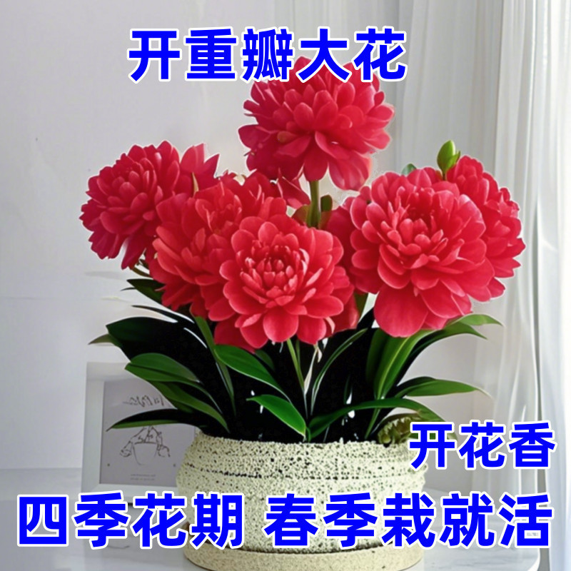 香りが強く、開花期間が長い、大きな花、フランニンガーフラワー、緑の植物、四季咲き、室内で育てやすい、バルコニー、リビングルームの浄化|undefined