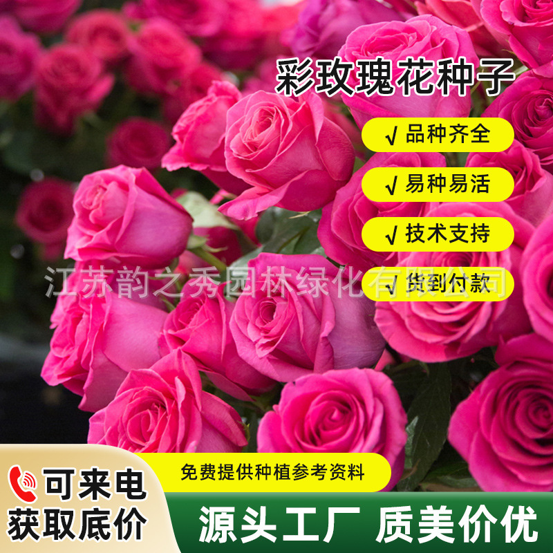 稀罕彩玫瑰花种子浪漫玫瑰耐寒四季浓香型月季花种子盆栽室外