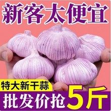 批发大蒜头山东紫皮大蒜农家自种山东产地厘米直销到蒜王新