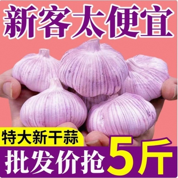 批发大蒜头山东紫皮大蒜农家自种山东产地厘米直销到蒜王新