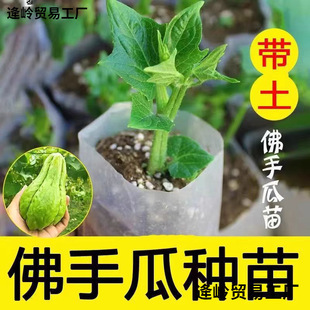 ���ֹϷN�ϷN��N�ӷN�ю�ѿ���r�lѿ���۹��紺���̨�����߲���