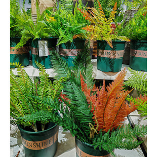 ֲ  ާGֲ ˹Pβާ Ųާ