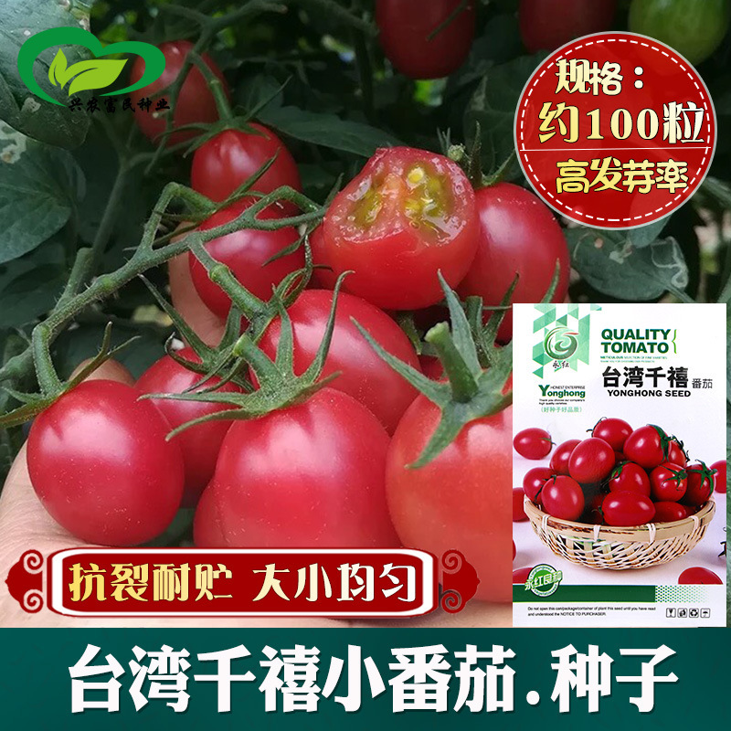 Taiwan Millennium Persimmon Seeds Farmers in Farmland Vegetable Fields Plant Small Tomato Seeds That Are Neat in Size, Resistant to Storage and Cracking