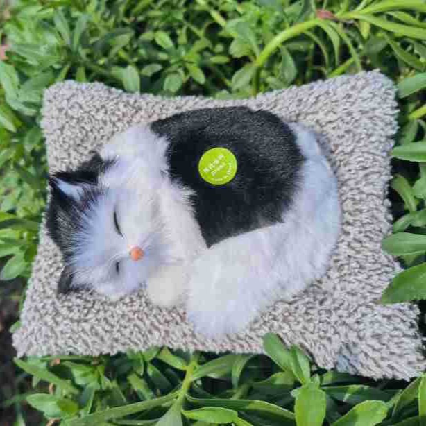 Gato blanco y negro grande para un gato de pelo gris