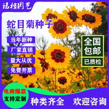 蛇目菊种子100粒金鸡孔雀菊昆仑菊花海绿化阳台庭院盆栽耐寒花籽