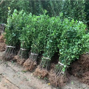 Holly Saplings Outdoor Greening Plants Fence Fence Seedlings Landscape Large-Leaf Hokkaido Saplings Cold-Resistant Evergreen All Year Round