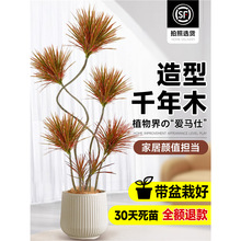 千年木客厅绿植大型植物盆栽室内七彩铁龙血树落地式好养真树造景