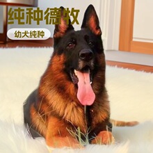纯种德国牧羊犬幼犬活体黑背德牧犬幼崽宠物狗双血统弓背警犬批发