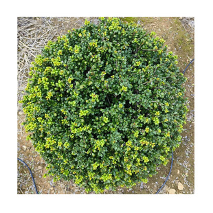 ���Թ������ז|���� �������ԾGɫ ���ז|���� ����