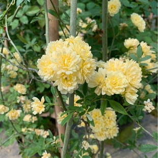 Multi-Flowered Double-Petaled Yellow Wood Fragrant Flower Seedlings, White Wood Fragrant Red Seven-Mile Fragrant Climbing Vines, Thornless Flowering Period with Flower Buds Shipped
