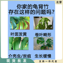 龟背竹专用肥仙洞龟背竹肥料室内植物土培氮磷钾水溶肥水培营养液