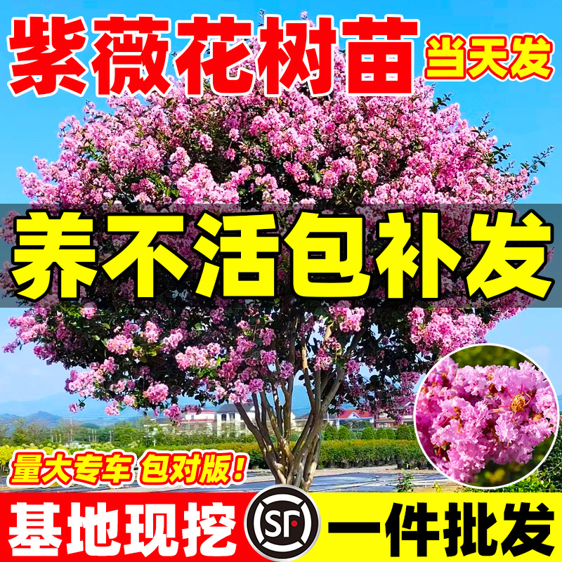 紫薇花树苗木 盆栽百日红老桩大苗庭院别墅花卉 四季开花园林绿化