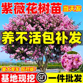 紫薇花树苗木 盆栽百日红老桩大苗庭院别墅花卉 四季开花园林绿化